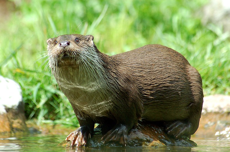 Файл:Loutre2.jpg