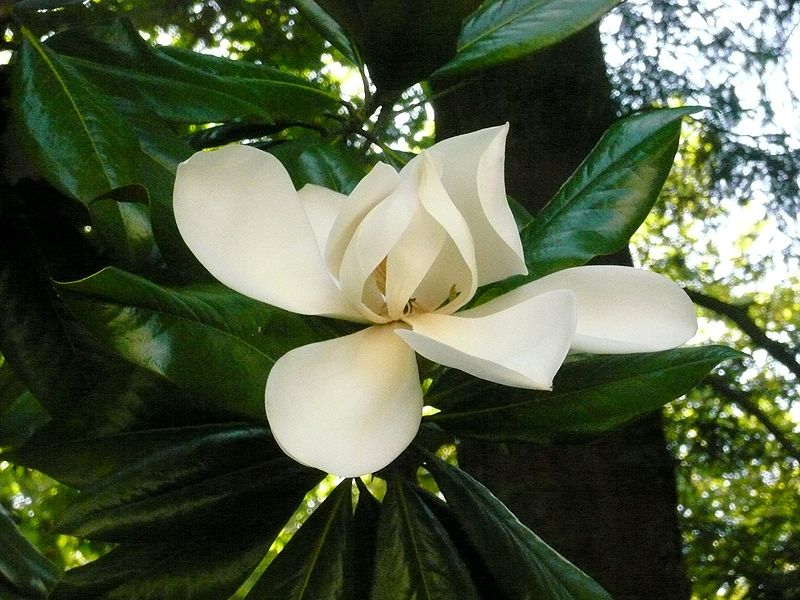 File:Magnolia.jpg