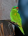 The Musk Lorikeet of Australia