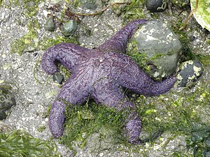 The ochre sea star was the first keystone predator to be studied. They limit mussels which can overwhelm intertidal communities.[215]