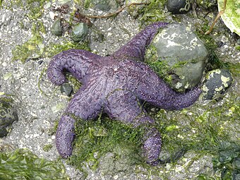 The ochre sea star was the first keystone predator to be studied. They limit mussels which can overwhelm intertidal communities.[289]