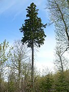 Mature tree sans lower branches