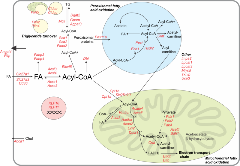 File:PPARdelta transcriptome.png