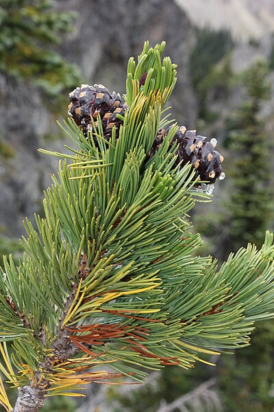 File:Pinus albicaulis 8581.JPG