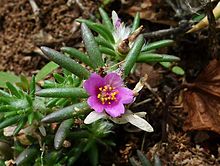 Portulaca mundula