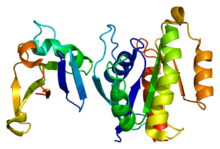 Protein RAF1 PDB 1c1y.png