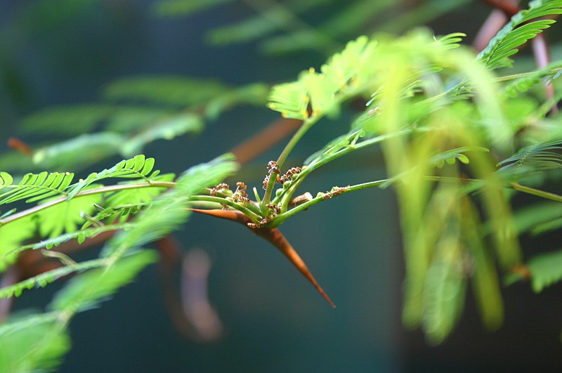 File:Pseudomyrmex ferruginea Ryan Somma.jpg