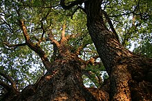 Roble (Nothofagus obliqua).JPG