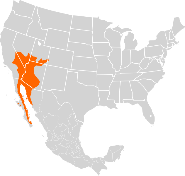 File:Sauromalus ater distribution.svg