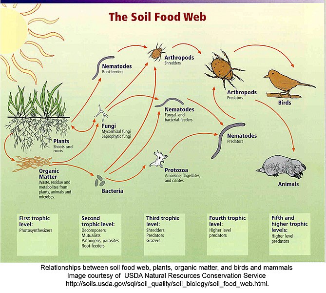 File:Soil food webUSDA.jpg