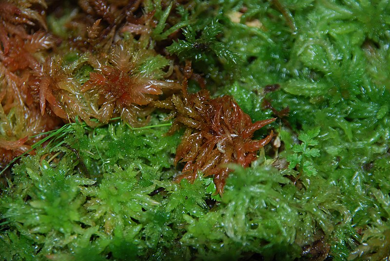 File:Sphagnum moss.jpg