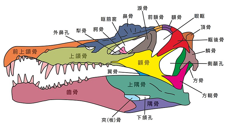 File:Spinobones (Traditional Chinese ver).jpg