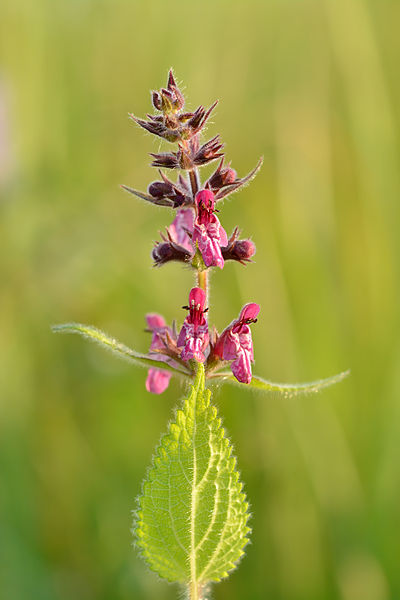 Файл:Stachys sylvatica - mets-nõianõges.jpg