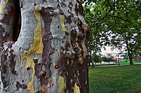 Close-up of the characteristic bark.