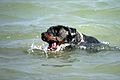 Rottweiler swimming