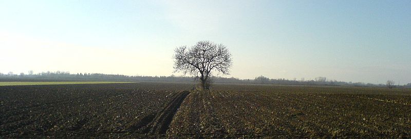 File:Tree in the sun.jpg