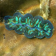 Anclada en Porites sp, isla Russell, Australia