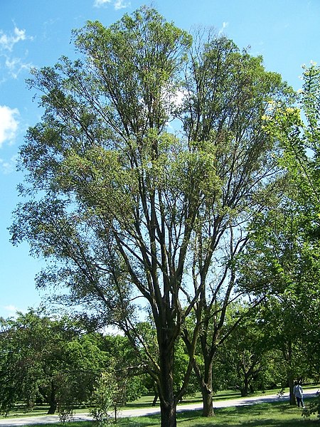 File:Ulmus pumila.jpg