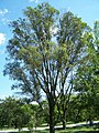 Typical cultivated specimen, Morton Arboretum