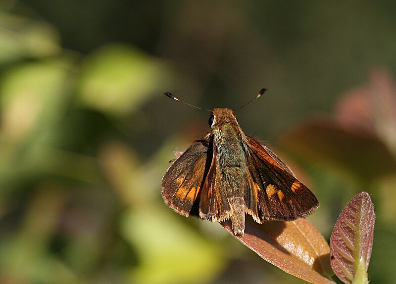 File:Umber skipper.jpg