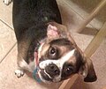 Tri-color Puggle with underbite