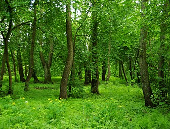 Виймсиский черноольшаник