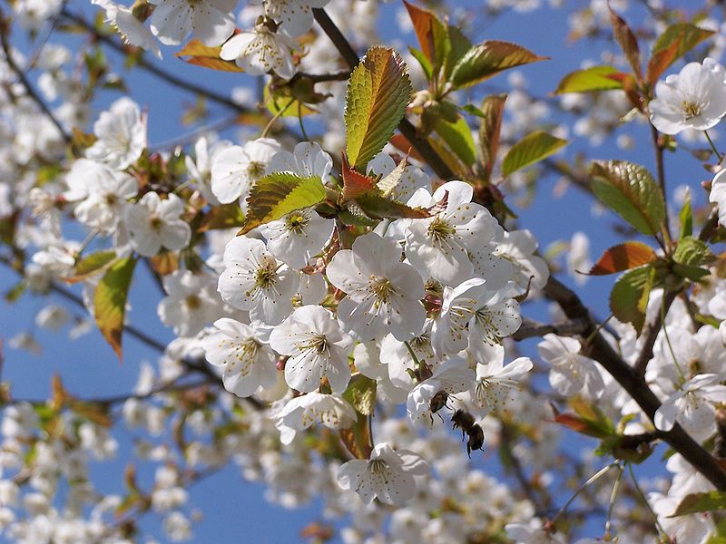 Файл:Wild Cherry Flowers.JPG