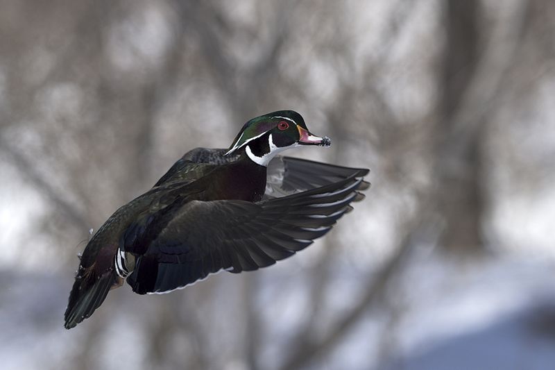 File:Wood duck.2.jpg