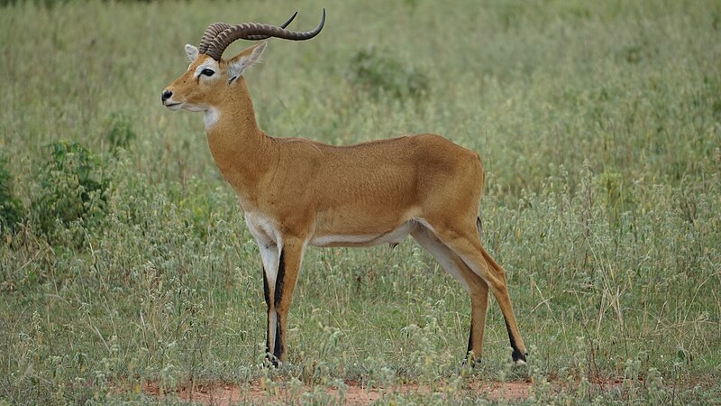 File:Young hartebeest.jpg