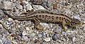 Sand lizard (Lacerta agilis), showing rows of eyespots