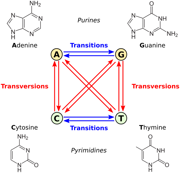 File:All transitions and transversions.svg