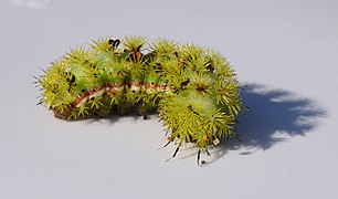 Automeris io caterpillar at the University of Mississippi Field Station