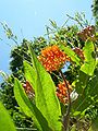 Butterfly Weed, Asclepias tuberosa