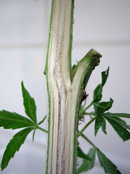 File:Cannabis Sativa Querschnitt.JPG