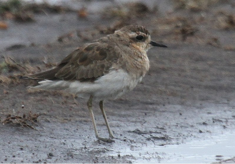 File:Caspian Plover.jpg