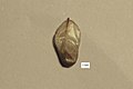 C. equisetifolia seed