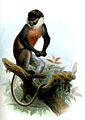 Краснобрюхая мартышка (Cercopithecus erythrogaster)