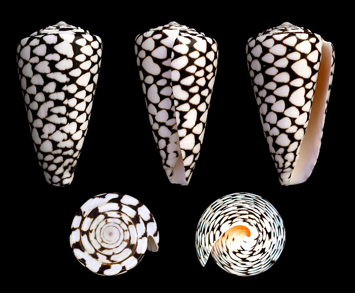 File:Conus marmoreus 01.jpg