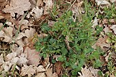 Jays commonly cache acorns close to shrubs. Oak sapling (left) growing in direct vicinity to a young blackthorn shrub.