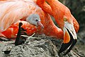 Flamingo with its chick