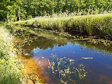 Sunny, water-filled ditch at the edge of a forest