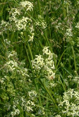 Galium album