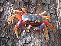 The terrestrial halloween crab, Geocarcinus quadratus