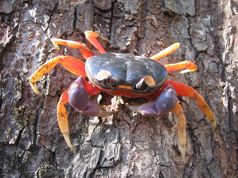 Файл:Gecarcinus quadratus (Nosara).jpg