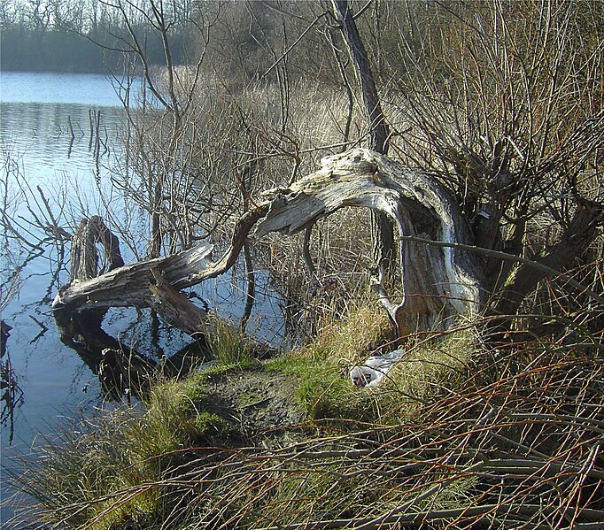 File:Gnarled Tree.jpg