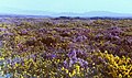 Image 87Heathland at Woodbury Common in south east Devon (from Devon)