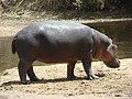 Image 8Hippopotamus at the Benoue National Park (from Tourism in Cameroon)