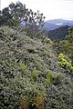 K. sinclairii growing in a rocky canyon on Great Barrier Island