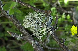 Эверния сливовая (Evernia prunastri)