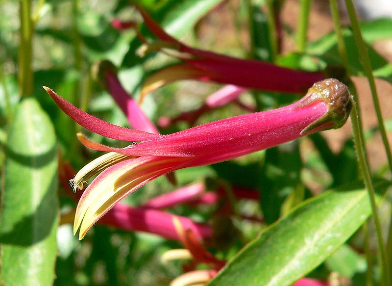 File:Lobelia laxiflora flower.jpg